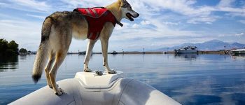 GEICOMore_BoatingWithDogs_RF_499398340_600x400.jpg